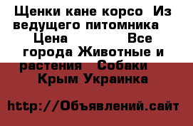 Щенки кане корсо! Из ведущего питомника! › Цена ­ 60 000 - Все города Животные и растения » Собаки   . Крым,Украинка